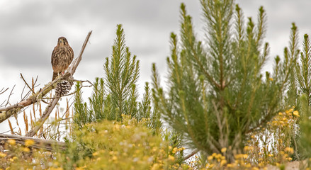 New Zealand Falcon (Karearea)(Falco novaeseelandiae) perched on a branch with a pine cone in a pine...