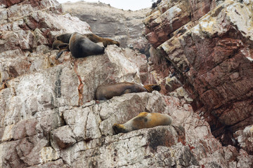 sleeping sea lion