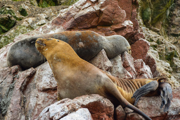 Obraz premium sea lions