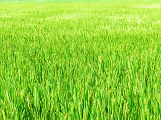 日本の田舎の風景　9月　初秋の稲穂　渡る風