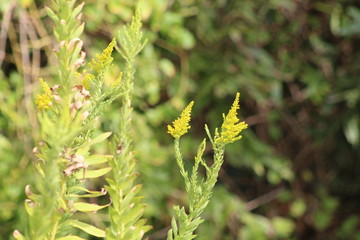 Solidago Juliae or Julia's Goldenrod.