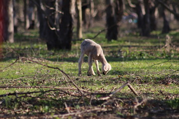 lamb in farm