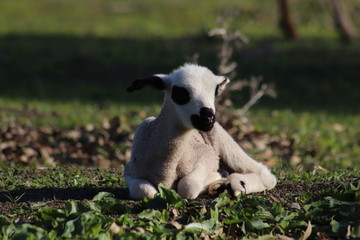 lamb in farm