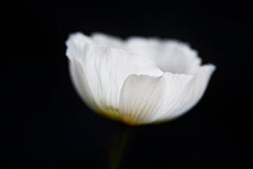 White flower poppy on a dark background. Bright colors