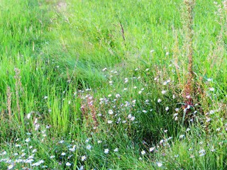 日本の田舎の風景　9月　野の花　野菊