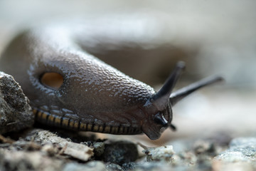 Macro detail of horned slug on dirt ground