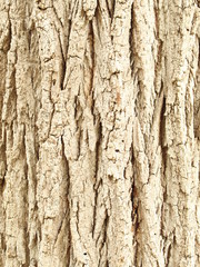 Tiny little faces in this beautiful tree.