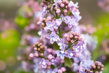 Spring background with lilac flowers. Colorful spring background.