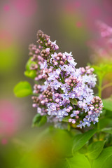 Fototapeta premium Spring background with lilac flowers. Colorful spring background.