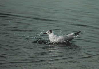 seagull on the water