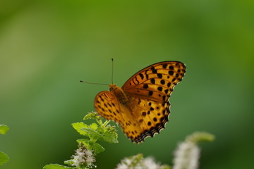ヒョウモンチョウ