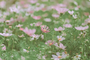 dramatic flower background; Nature Background