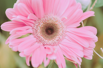 Daisy Flowers On japanese vintage style