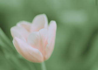 Pink tulip on japanese vintage style