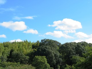 日本の田舎の風景　9月　初秋　山の木々