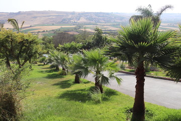 Fototapeta premium palm landscape