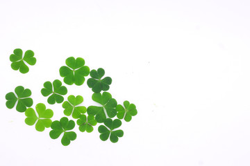 Green clover leaf isolated on white background