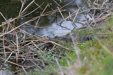 Young Floridian Gator