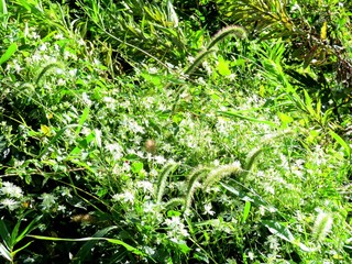 日本の田舎の風景　9月　野の花　センニンソウ（仙人草）