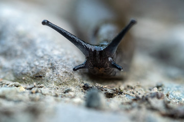 Macro detail of horned slug on dirt ground
