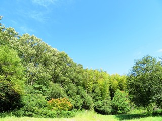 日本の田舎の風景　9月　初秋　山の木々