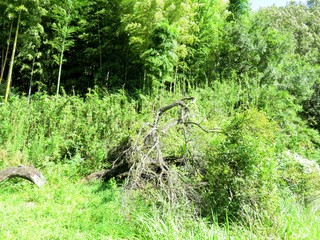 日本の田舎の風景　9月　倒木　すももの木