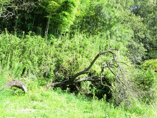 日本の田舎の風景　9月　倒木　すももの木