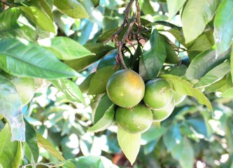 日本の田舎の風景　9月　青いみかん