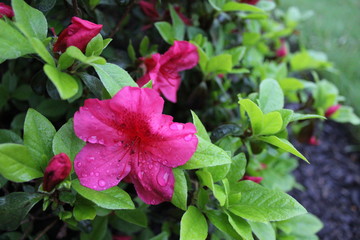 Rain soaked pink azaleas