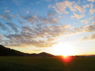 日本の田舎の風景　9月　夕焼雲と田んぼ