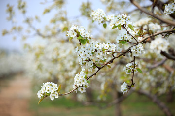 Pear trees blossom in spring