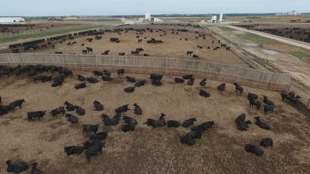 Aerial. Farm for cattle in Russia. A lot of cattle