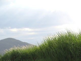Obraz premium 日本の田舎の風景 9月 曇り空のすすき