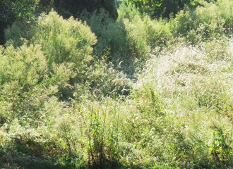 日本の田舎の風景　9月　朝日を受けた草叢