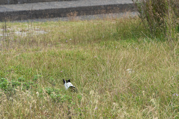 草むらに潜む白黒の野良猫