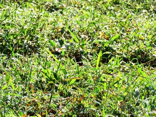 日本の田舎の風景　9月　朝露の降りた草