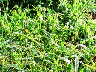 日本の田舎の風景　9月　朝露をおく草叢