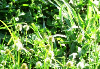 日本の田舎の風景　9月　朝露をおく草叢