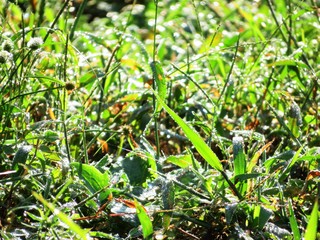 日本の田舎の風景　9月　朝露をおく草叢
