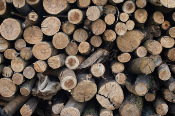 Fototapeta premium Stack of mixed logs