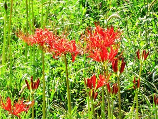 日本の田舎の風景　9月　花　彼岸花