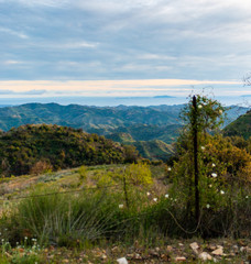 Wildflowers on Sulpher Mountain on the border of Ojai and Ventura, California 