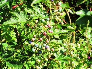 日本の田舎の風景　9月　野ぶどうの実