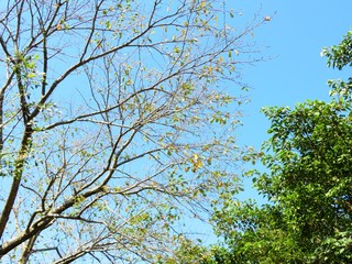 日本の田舎の風景　9月　黄葉　桜
