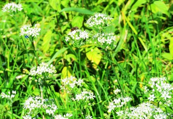 日本の田舎の風景　9月　花　ニラの花とモンシロチョウ