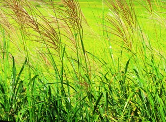 日本の田舎の風景　9月　色付いた稲穂とすすき　穂明かり