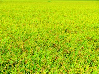 日本の田舎の風景　9月　色付いた稲穂　穂明かり