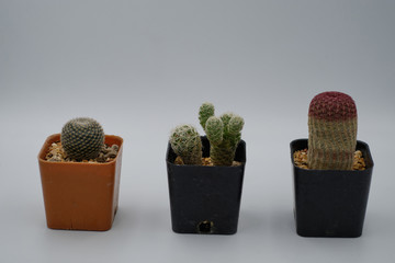 Collection of various cactus and succulent plants in different pots on white background