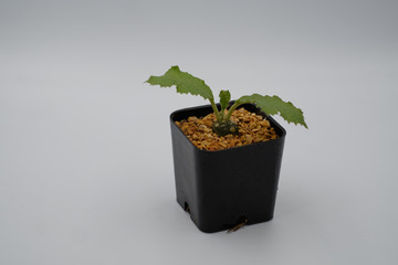 Small plant in pot, succulents or cactus isolated on white background.