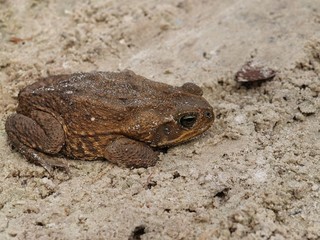 frog sitting on the ground